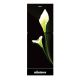 MINISTER M-225 BLACK ARUM LILY (MATCH)
