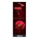 MINISTER M-266 MAROON PEONY